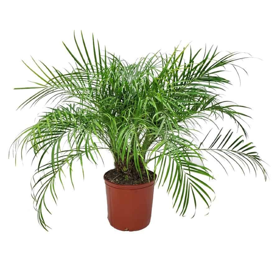 Roebellini Palm Tree