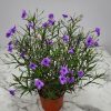 Ruellia Purple Showers