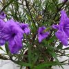 Ruellia Purple Showers