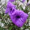 Ruellia Purple Showers