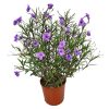 Ruellia Purple Showers