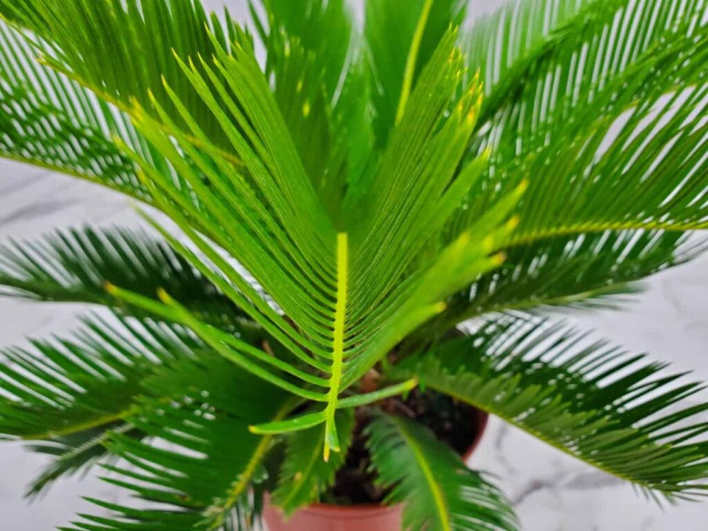 sago palm tree plant care guide