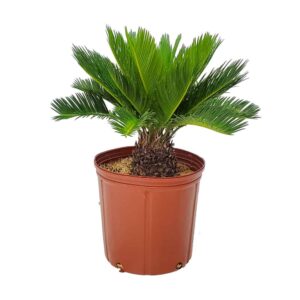 sago palm tree