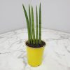 African Spear Snake Plant