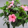Seminole Pink Braided Hibiscus Tree