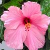 Seminole Pink Hibiscus Flower