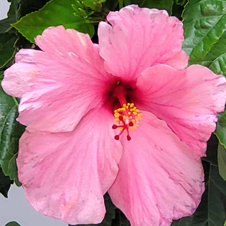 Seminole Pink Hibiscus Flower