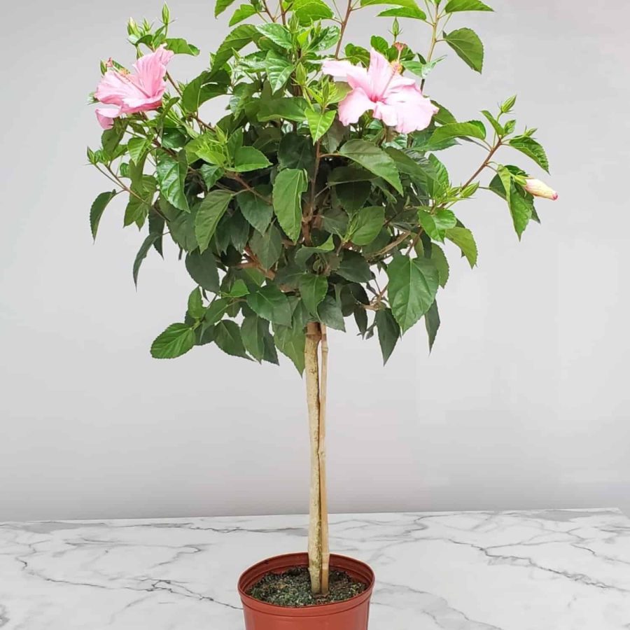 Seminole Pink Hibiscus Standard Tree
