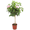 Seminole Pink Hibiscus Tree