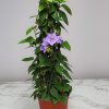 sky vine thunbergia