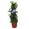 Sky Vine Trellis