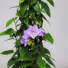 sky vine thunbergia