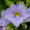sky vine thunbergia trellis