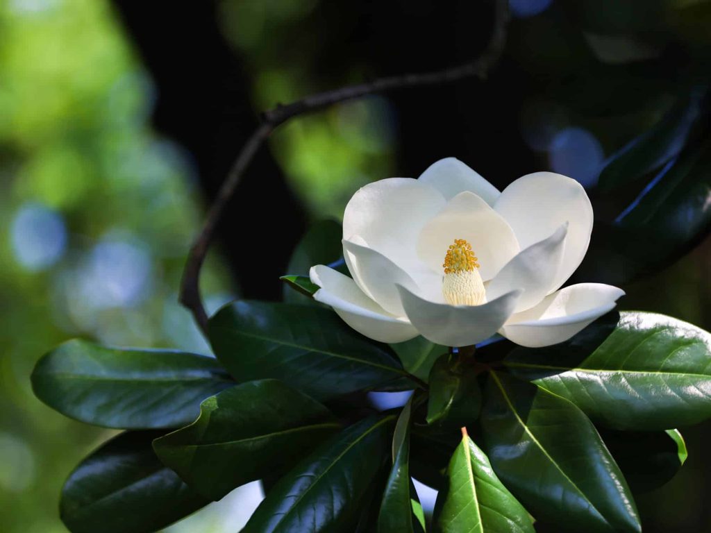 Charleston Native Plants