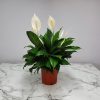 Spathiphyllum Peace Lily