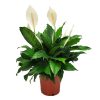 Spathiphyllum Peace Lily