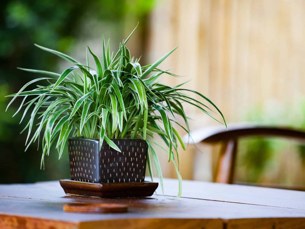 pet friendly indoor plants