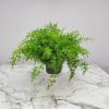 sprengeri fern