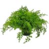Sprengeri Fern Hanging Basket