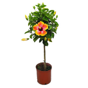 Standard Hibiscus Fiesta Tree tree Flower blooms blooms tropical trees buy plants online whay are hibiscus trees how to care for hibiscus trees colorful vibrant flowers pretty yellow pink orange red exotic blooms exotic blooms