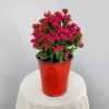 Magenta Kalanchoe