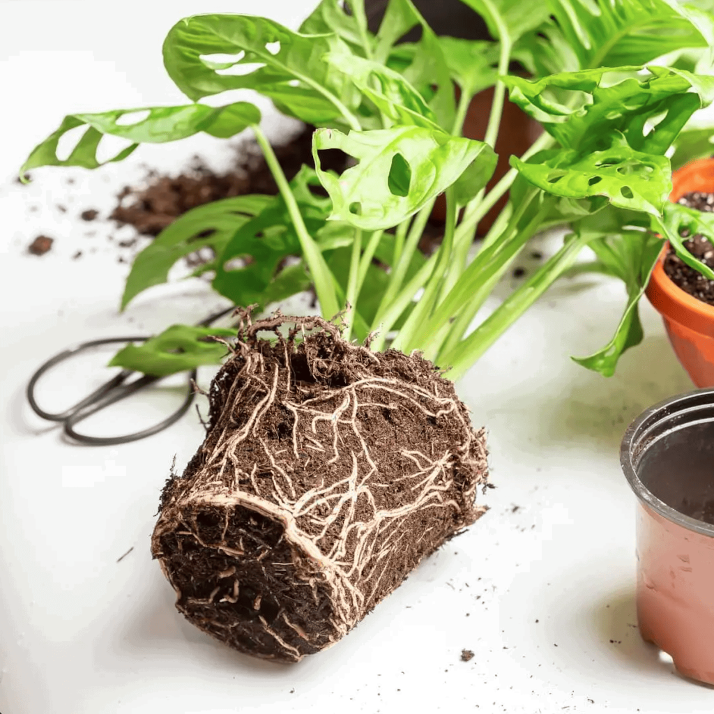Root Rot Plant Rot Roots Plants Sick plants How to treat root rot Plant with root rot common pests and diseases