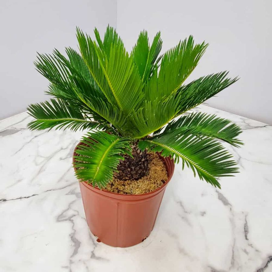 sago palm tiny palm tree