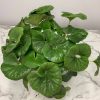 Tractor Seat Plant
