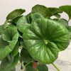 Tractor Seat Plant