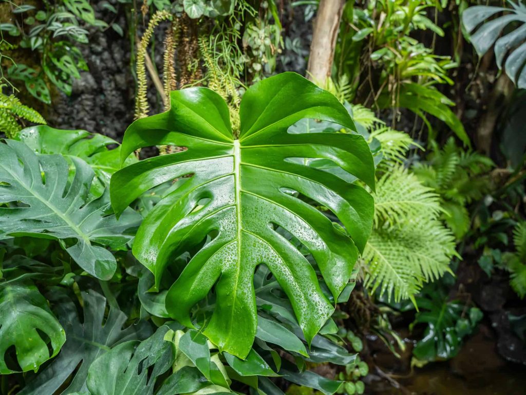 Tropical Plants New Mexico Monstera