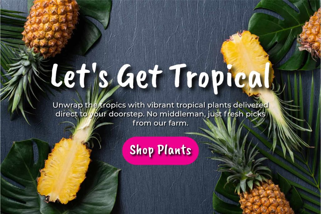 tropical plants of florida tropical plants online