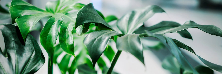 buy tropical plants online