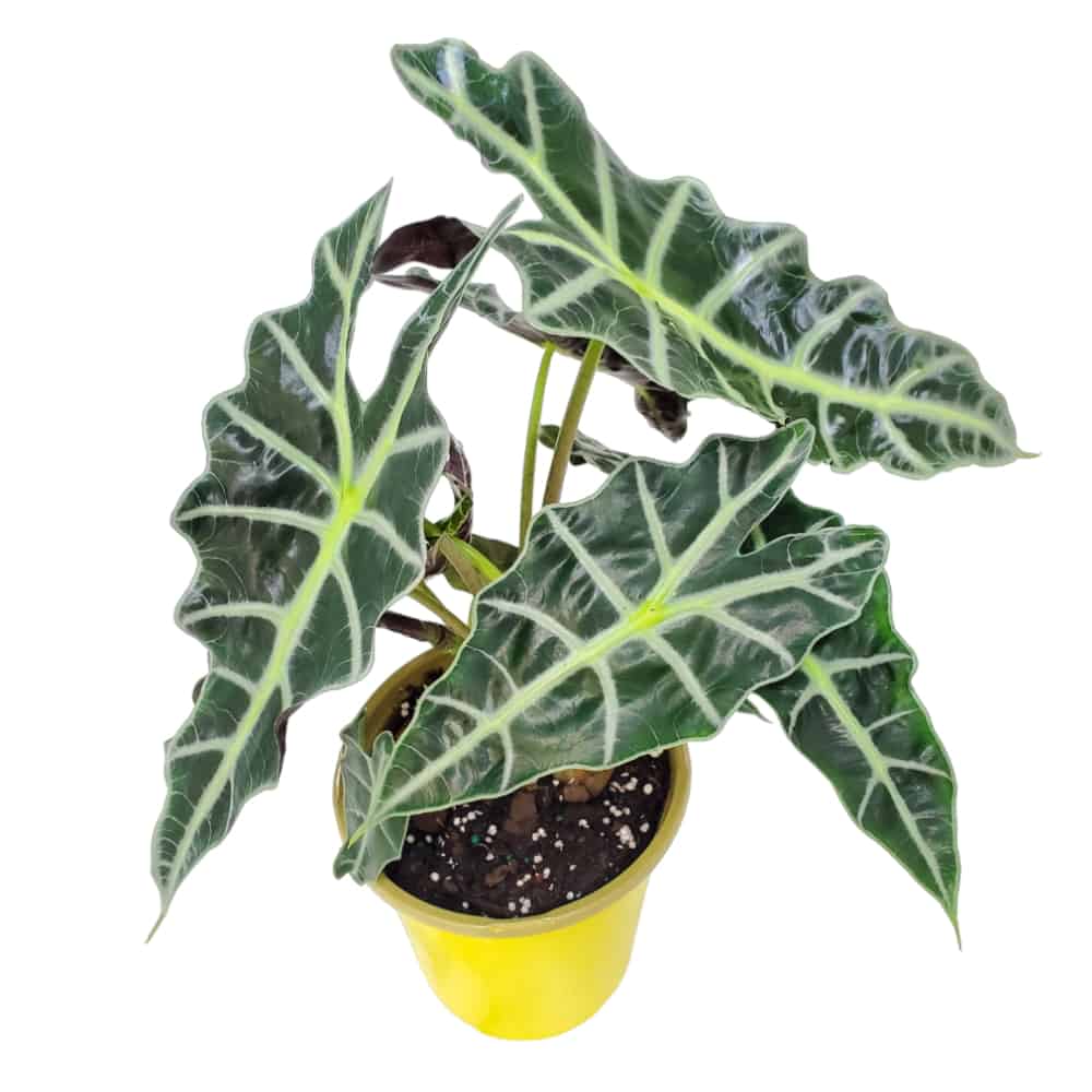 Alocasia Polly Plant