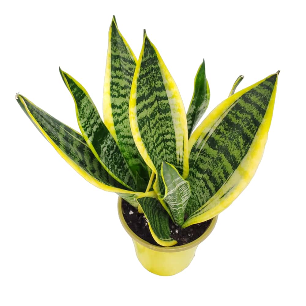 futura superba snake plant