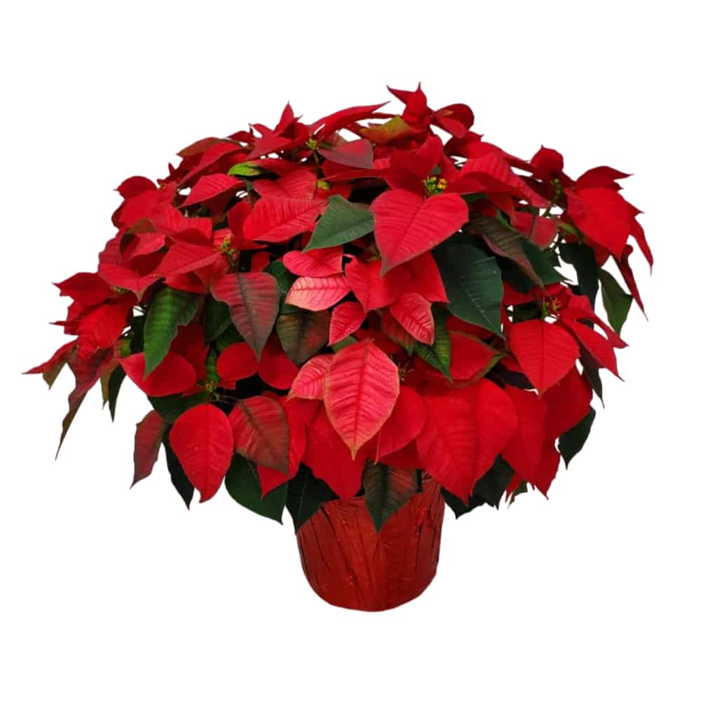 red poinsettia for sale