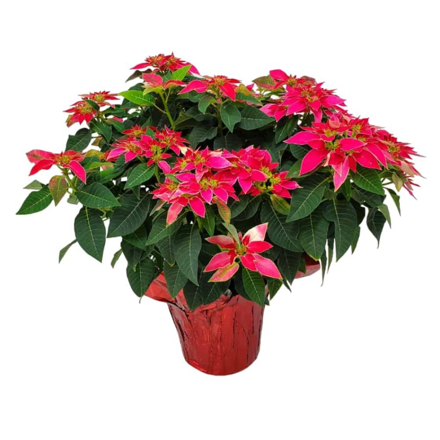 poinsettia pink