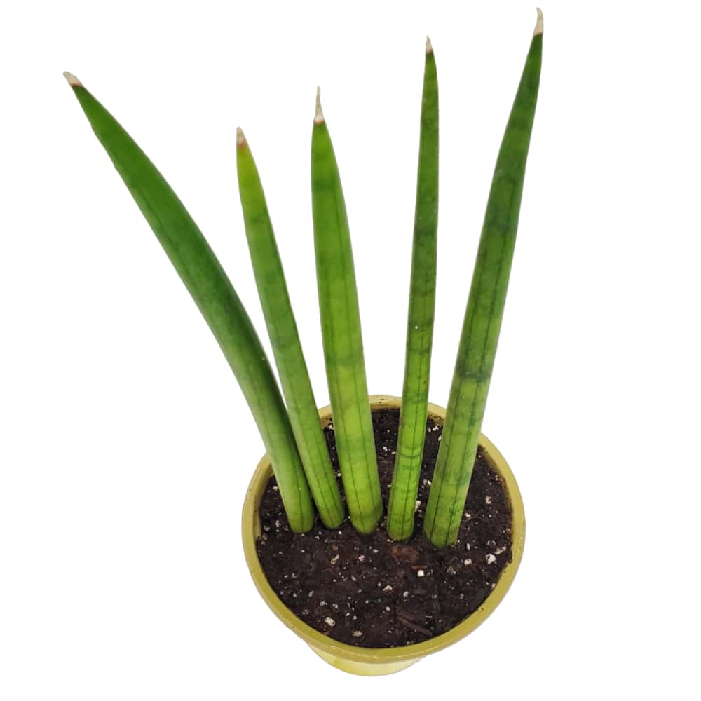 Sansevieria Cylindrica