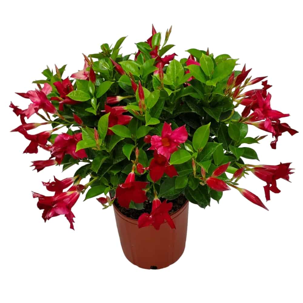 red dipladenia plant for sale
