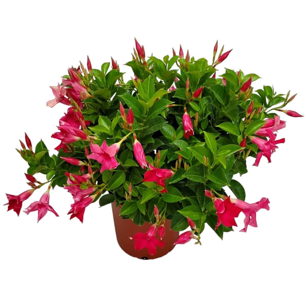 pink dipladenia plant for sale