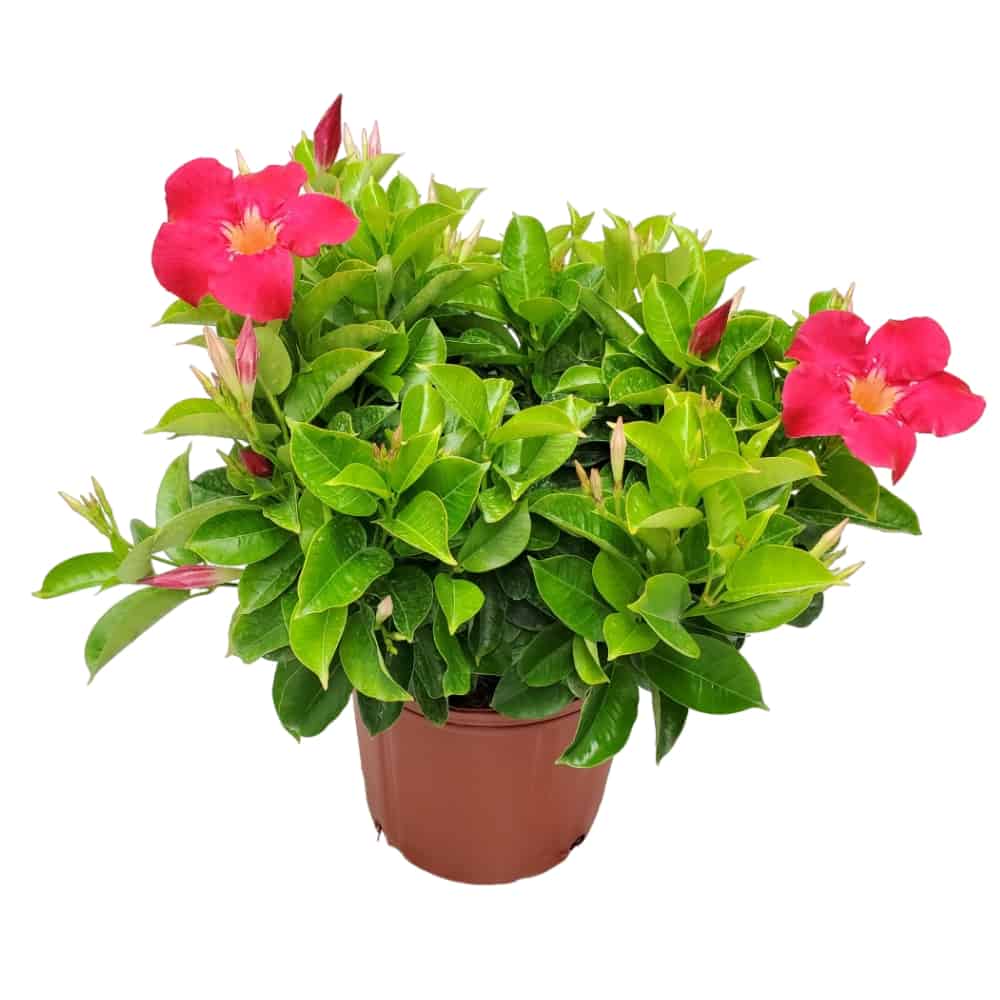 coral dipladenia plant for sale