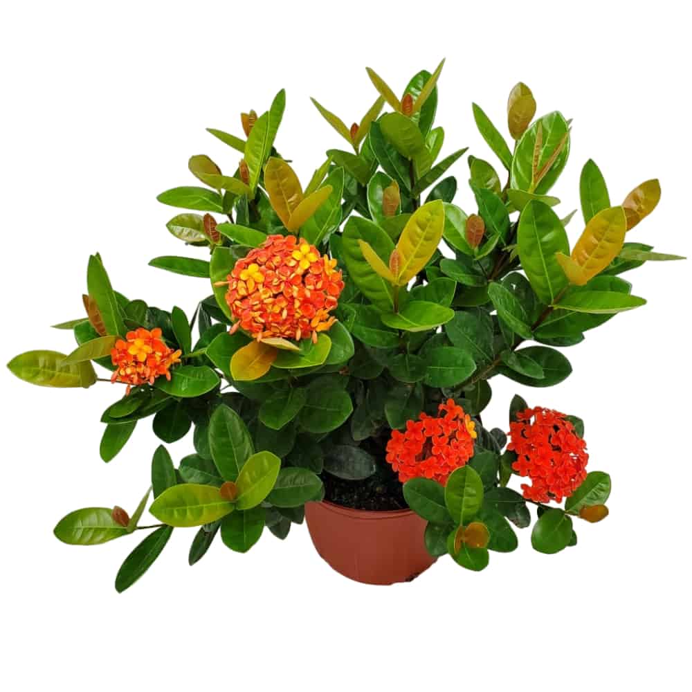 Red Maui Ixora Plant