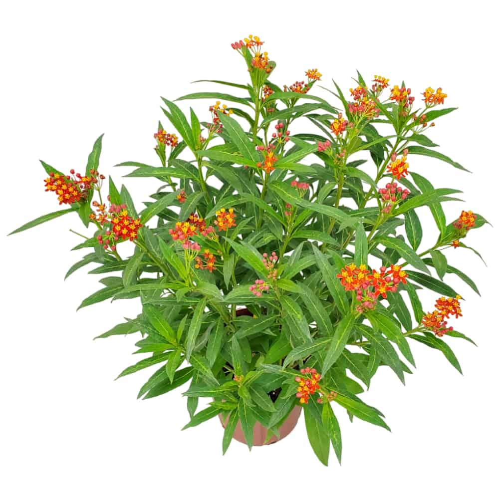 milkweed plants for sale