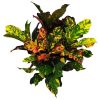 croton magnificent plant for sale