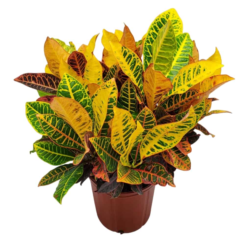 croton petra plant for sale