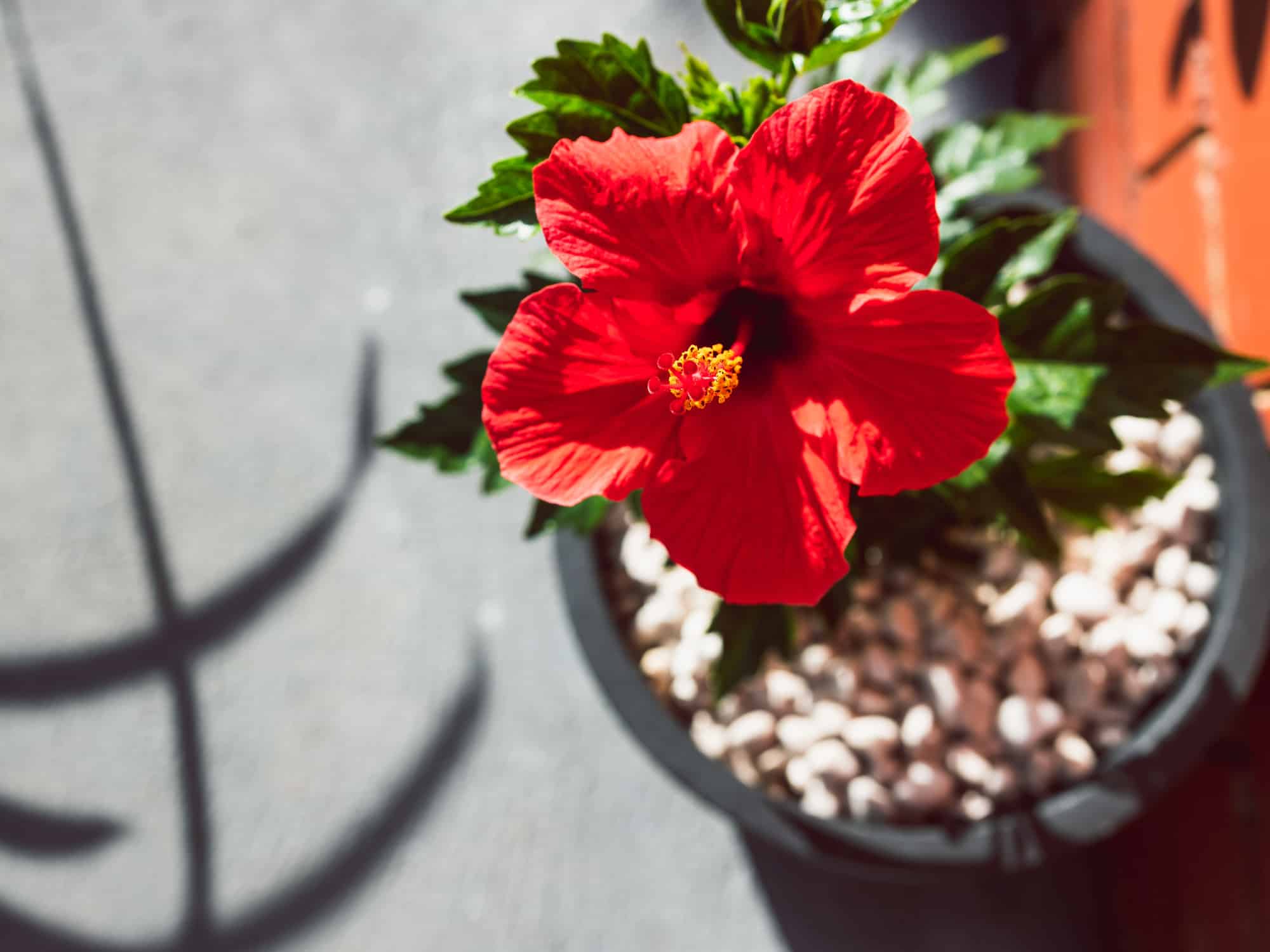 red hibiscus flower Red Tropical Hibiscus Hibiscus Hibiscus tree tropical hibiscus tree Hibiscus bush Tropical hibiscus bush yoder hibiscus yoder dwarf hibiscus Dwarf tropical hibiscus Tropical plants tropical flowers colorful flowers pet friendly plants pollinator friendly plants Live plants shop live plants online plant shop