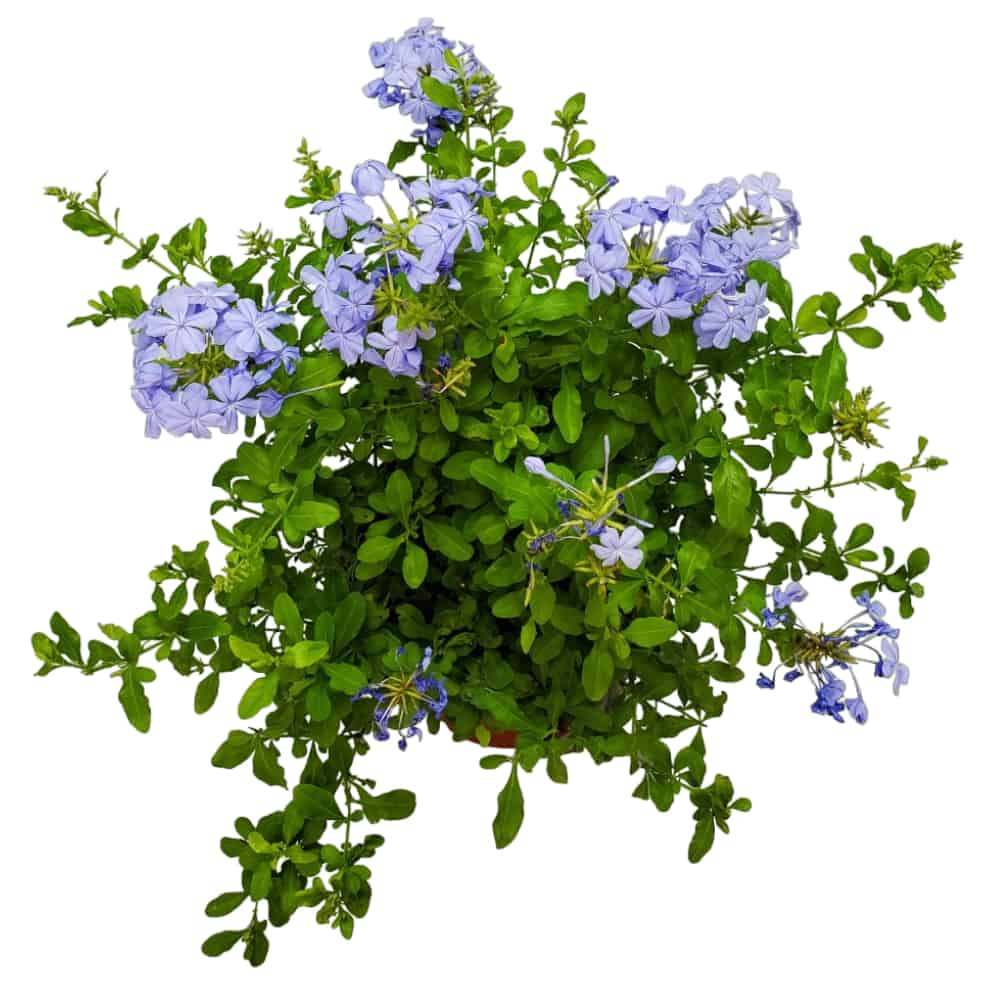 blue plumbago plant for sale