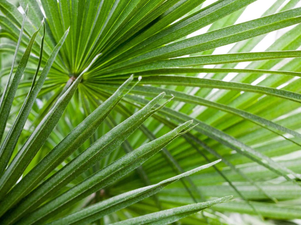 How to Care for European Fan Palm: A Comprehensive Guide
