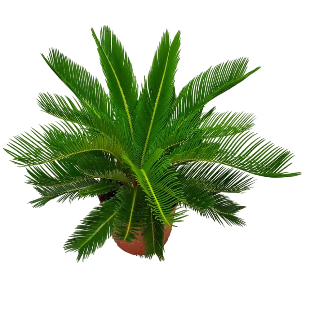 Sago Palm tree for Sale