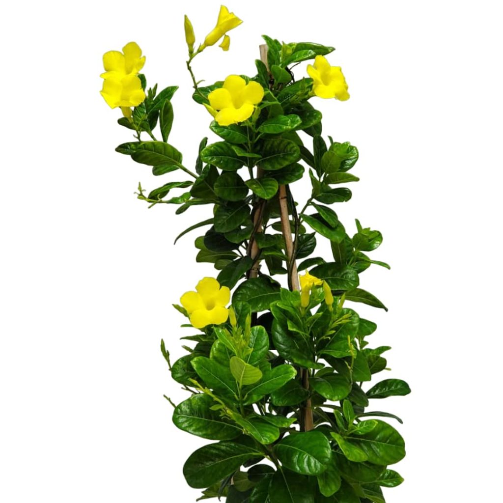 yellow mandevilla plant for sale