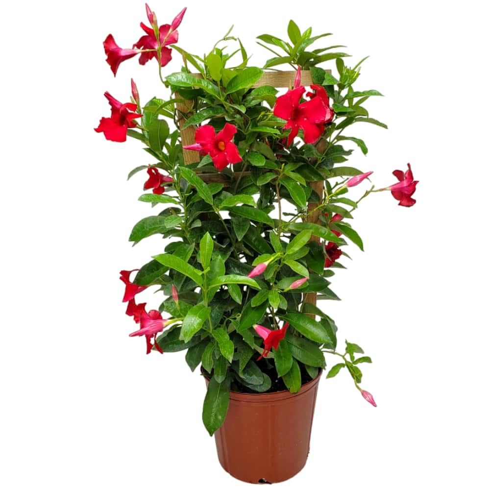 giant red mandevilla for sale